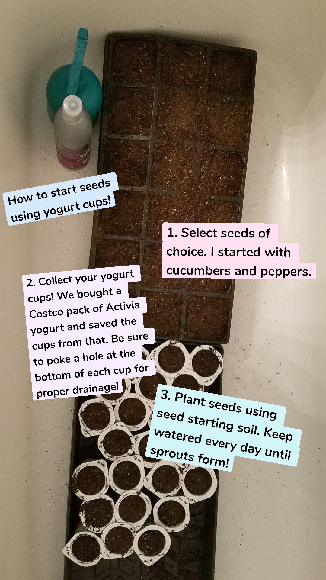 How to start seeds using yogurt cups! 1. Select seeds of choice. I started with cucumbers and peppers. 2. Collect your yogurt cups! We bought a Costco pack of Activia yogurt and saved the cups from that. Be sure to poke a hole at the bottom of each cup for proper drainage! 3. Plant seeds using seed starting soil. Keep watered every day until sprouts form!